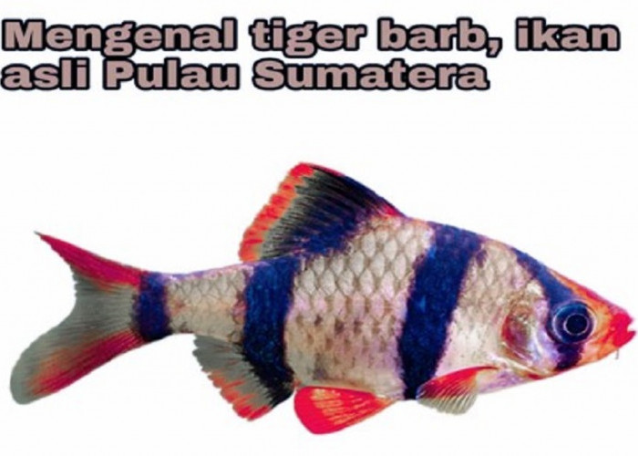 Inilah Ikan Hias Asal Sumatera, Apakah Kalian mengenalinya ?