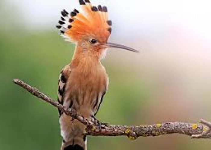 8 Fakta Menarik Burung Hoopoe, Bisa Mengeluarkan Bau Tidak Sedap