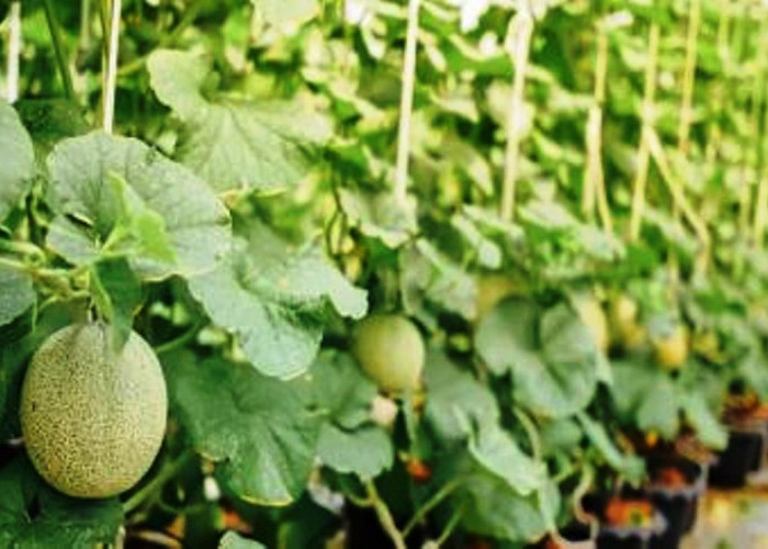 Begini Cara Menanam Melon di Halaman Rumah untuk Hasilkan Cuan