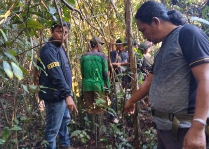 BKSDA Sumsel Cek Lokasi Serangan Beruang di Musi Rawas, Warga Diminta Waspada