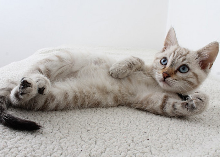 7 Keuntungan Ilmiah Memelihara Kucing di Rumah yang Terbukti Efektif