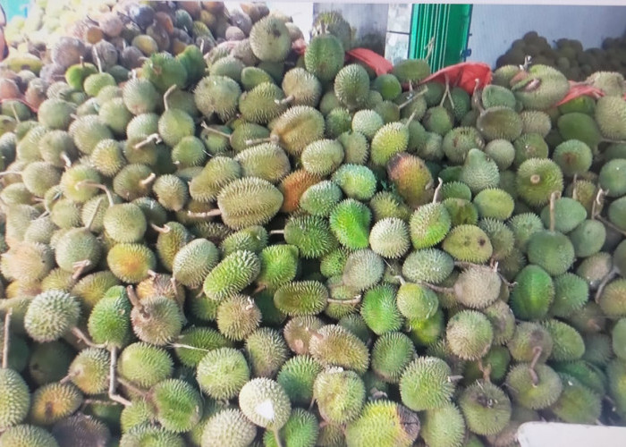 Pengepul Durian di Tugumulyo, Mampu Usaha Jual Beli Hingga 3000 Buah Durian 