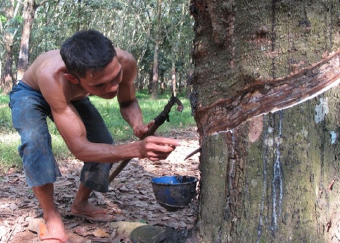 Harga Karet di Musi Rawas Naik ke Rp14.000/Kg, Petani Mulai Optimis dengan Kesejahteraan