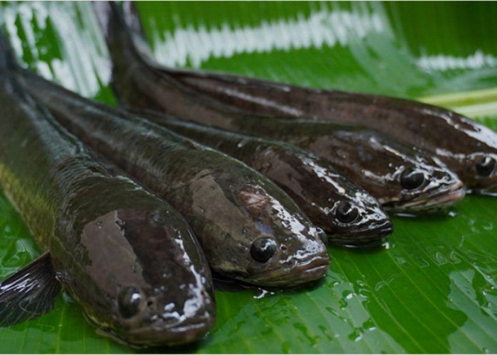 10 Manfaat Ikan Gabus untuk Kesehatan Tubuh, Salah Satunya Menyembuhan Luka