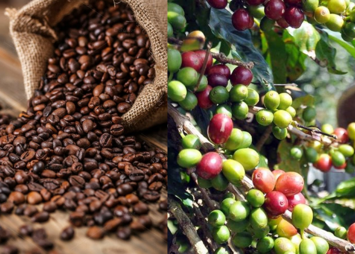 Pembiayaan Kopi Sumsel Tembus Rp 500 Miliar, Dorong Petani Naik Kelas ke Pasar Global