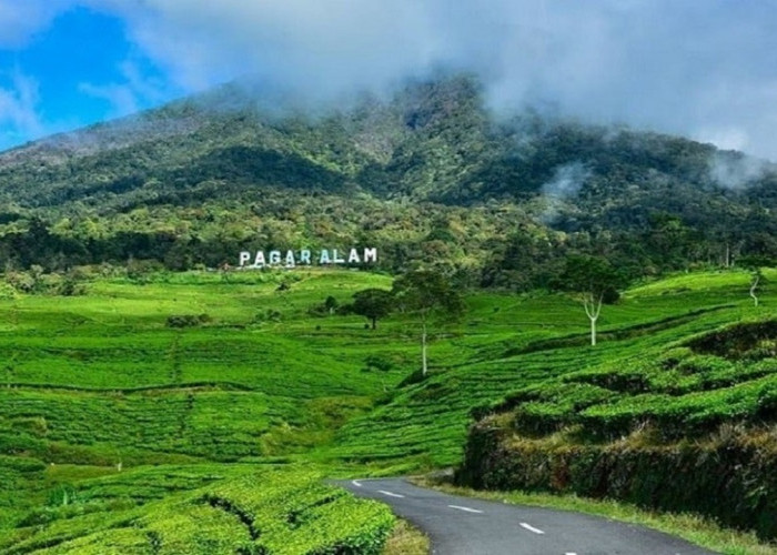 Asyik ! Gunung Dempo Resmi Dibuka Kembali , Saatnya Kembali Menyapa Negeri di Atas Awan