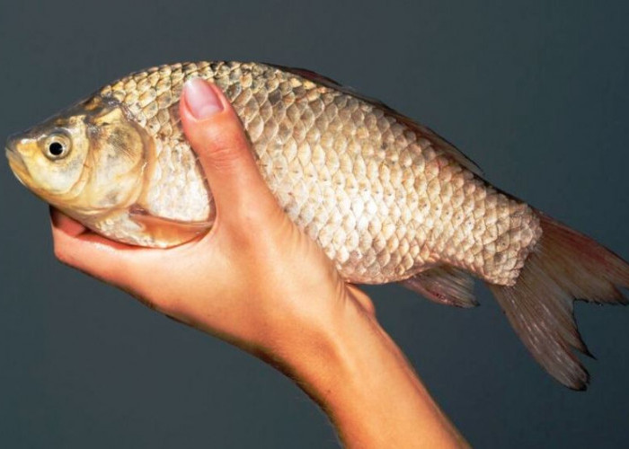 Cara Memijahkan Ikan Mas Secara Alami, Hasilkan Cuan yang Menguntungkan