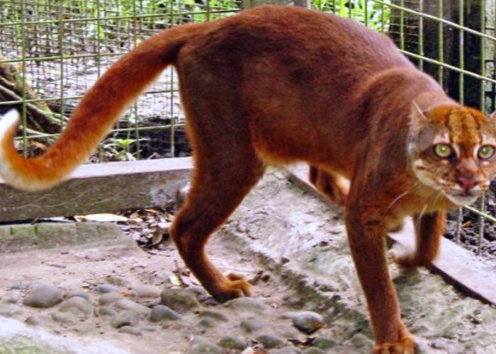 Paling Misterius di Dunia, Ini Penampakan Kucing Merah di Kalimantan