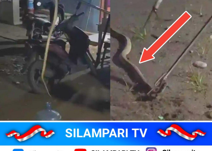 Heboh! Ular Kobra Panjang 2 Meter Masuk Rumah Petugas Damkar di Lubuklinggau