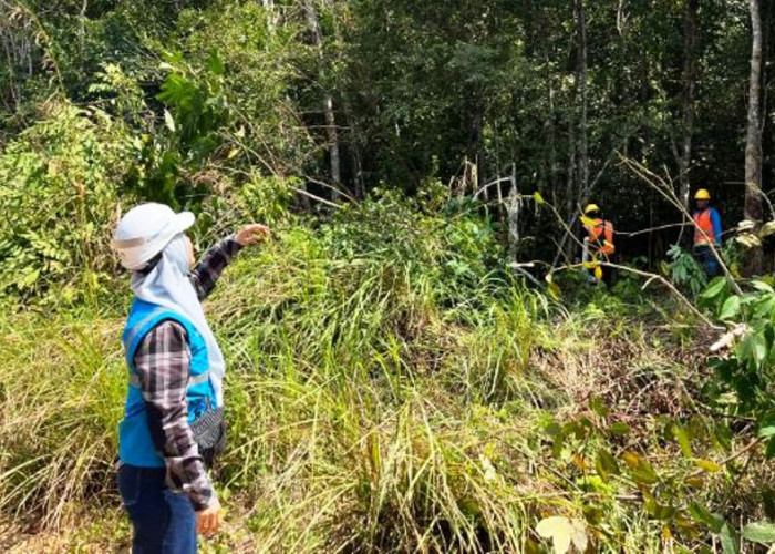 Manager PLN UP3 Lubuklinggau Pantau Kegiatan ROW, Tingkatkan Keandalan Jaringan di Desa Muara Megang