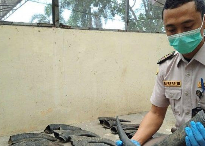 Menegakkan Hukum dan Melindungi Alam BKHIT Lampung Menggagalkan Pengiriman Tanduk Kerbau Ilegal Asal Jambi