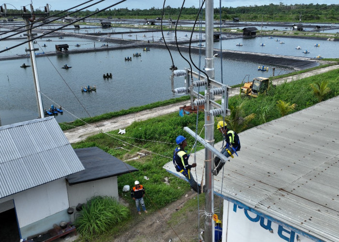 Perusahaan Tambak Udang di Maluku Berhasil Efisiensi Rp123 Juta Lebih per Hari Berkat Listrik PLN