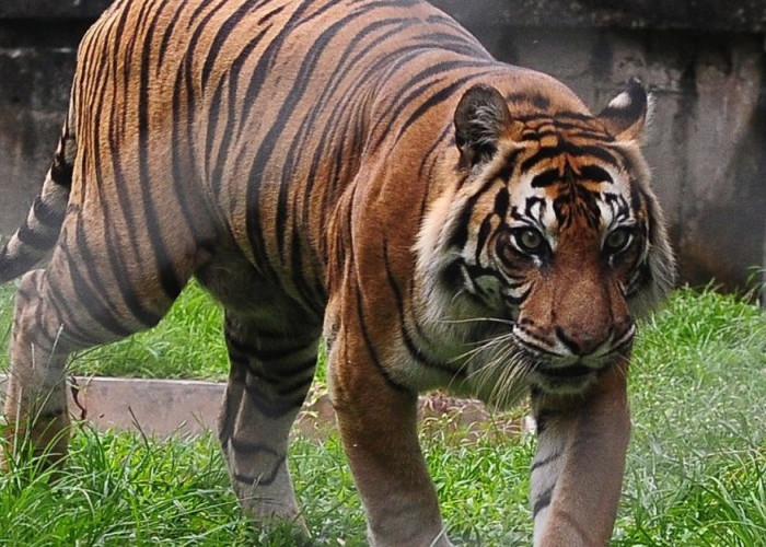 Konflik Warga dan Harimau Terjadi di TNBBS, Begini Cara Warga Mengatasinya