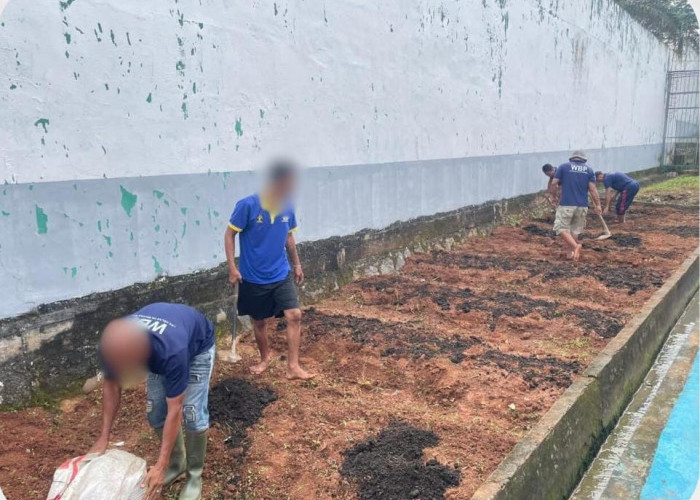 Perawatan Maksimal, Petugas Lapas Muara Beliti Laksanakan Penaburan Pupuk Secara Berkala