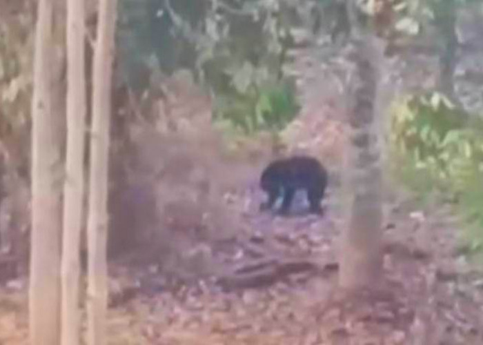 Heboh! Beruang Muncul di Kebun Warga Lubuklinggau, Warga Diminta Waspada