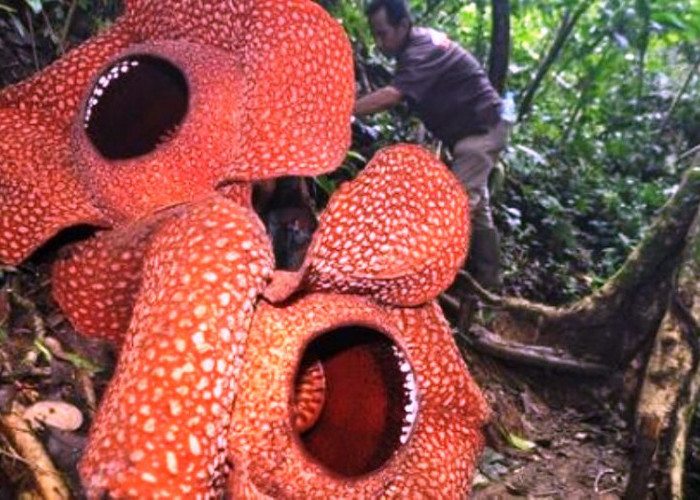 Mekar di Taman Konservasi Puspa Langka, Bunga Rafflesia Arnoldi Kembar Berdiameter 130 Centimeter