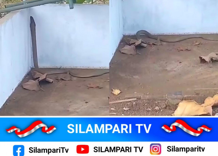 Heboh! Ular King Kobra Berkeliaran di Kawasan Wisata Watervang Lubuklinggau