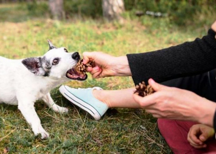 Budaya Makan Daging Anjing di Permasalahkan, Aktivis: Budaya Sangat Dinamis
