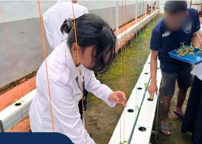 Kontrol Berkala Melon Hidroponik, Langkah Nyata Lapas Muara Beliti Dukung Ketahanan Pangan