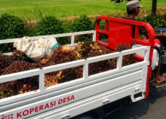 Kades Mataram Tegaskan Motor Roda Tiga yang Angkut Sawit Bukan Milik KDMP Desa