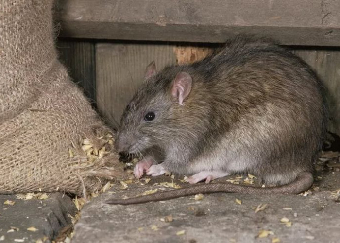 5 Cara Membasmi Tikus yang Berkeliaran di Rumah