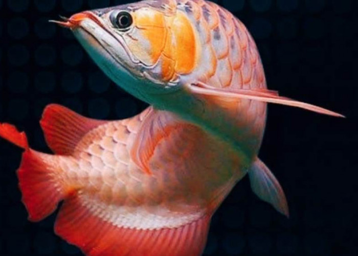 6 Cara Merawat Anakan Ikan Arwana Agar Cepat Besar dan Sehat, Tips Rahasia untuk Pembudidaya