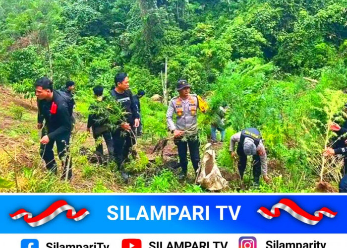 Polres Empat Lawang Temukan Ladang Ganja Tersembunyi di Perkebunan Kopi