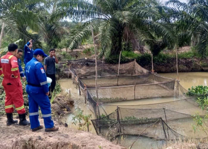 Medco E&P Grissik Dukung Budidaya Lele untuk Dorong Kemandirian Ekonomi Masyarakat