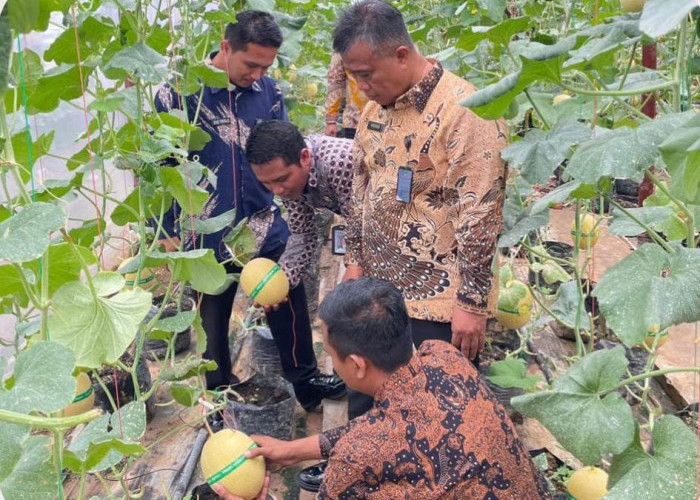 Sinergi Ketahanan Pangan, Lapas Narkotika Muara Beliti Ikut Panen Raya Melon Inhalton