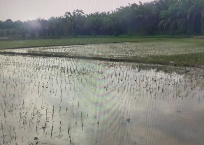 Petani Desa Trikarya Atasi Dampak Banjir dan Serangan Hama Keong Pada Tanaman Padi 