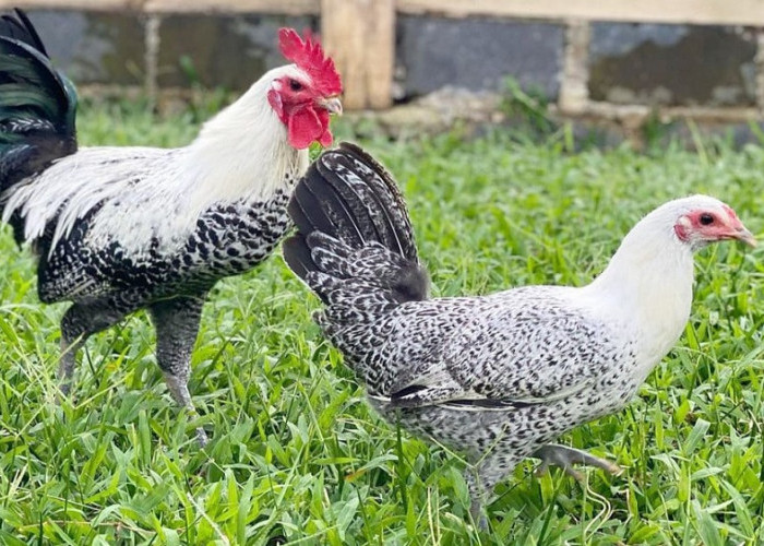 Ini dia Rahasia Sukses Bisnis Ternak Ayam Kampung 