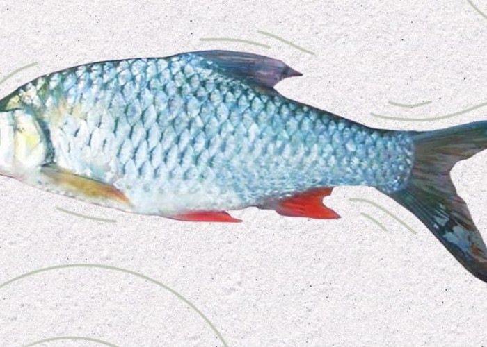 Cara Budidaya Ikan Tawes di Kolam Terpal, Mudah dan Menjanjikan Peluang Bisnis Menghasilkan