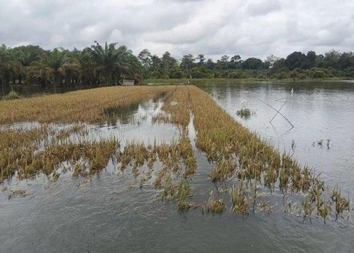 Banjir Landa 10 Daerah di Sumsel, Termasuk Muratara, Produksi Padi Tetap Stabil