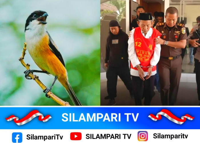Ambil 5 Burung Cendet di Kawasan Konservasi, Kakek Masir Dituntut 2 Tahun