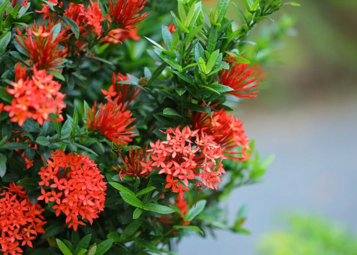 Inspirasi Tanaman Pagar Rumah yang Estetik dan Menyejukkan Suasana