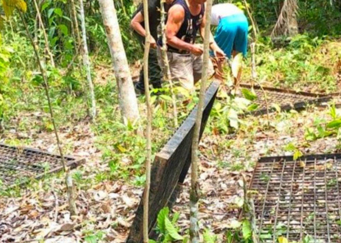 Perangkap Sudah Dipasang, Beruang Madu di Lubuklinggau Masih Misterius