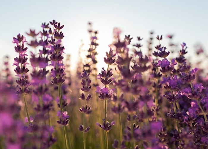 Manfaat dan Keindahan: Panduan Menanam dan Merawat Lavender di Kebun Anda