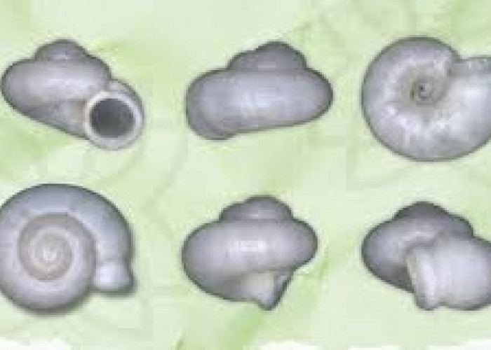 BRIN Temukan Spesies Baru Keong Darat Endemik Sumatera Selatan