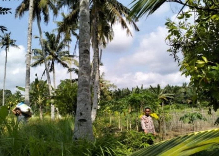 Pencari Buah Kelapa Terjatuh dari Pohon Setinggi 15 Meter