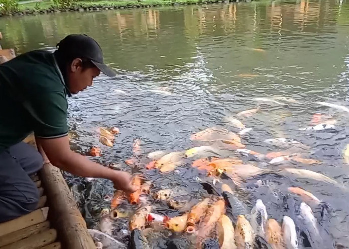 Jutaan Ikan di Kolam Gubug Makan Mang Engking Sebroyot Hiasi Liburan Lebaran