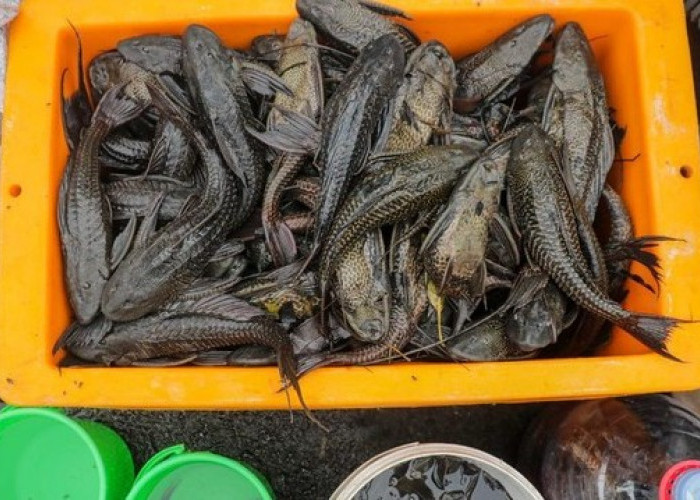 Jangan Sembarangan Konsumsi! Ikan Sapu-Sapu Diduga Berisiko bagi Kesehatan Otak