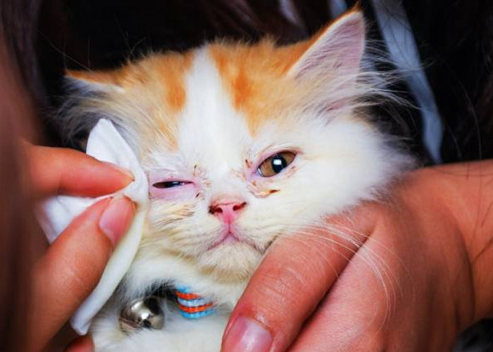 Mengatasi Mata Belekan pada Kucing: Penyebab dan Cara Perawatannya