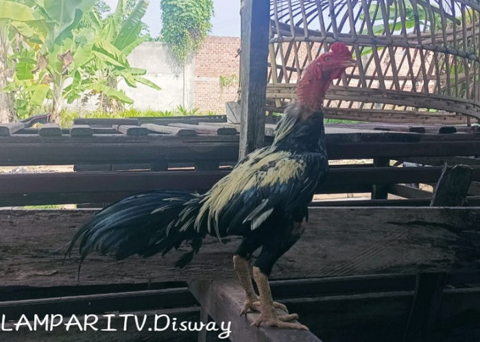 Seberapa Menguntungkan sih dalam Ternak ayam bangkok? Berikut Kelebihan Bisnis Ayam Bangkok