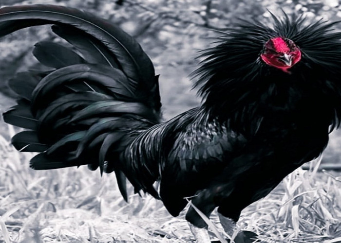 Ini Dia 10 Jenis Ayam Hias Terpopuler yang Cocok Untuk Hiasan Rumah