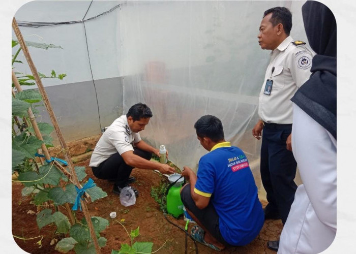 Komitmen Ketahanan Pangan, Giatja Lapas Narkotika Kelas IIA Muara Beliti Lakukan Pemantauan Rutin