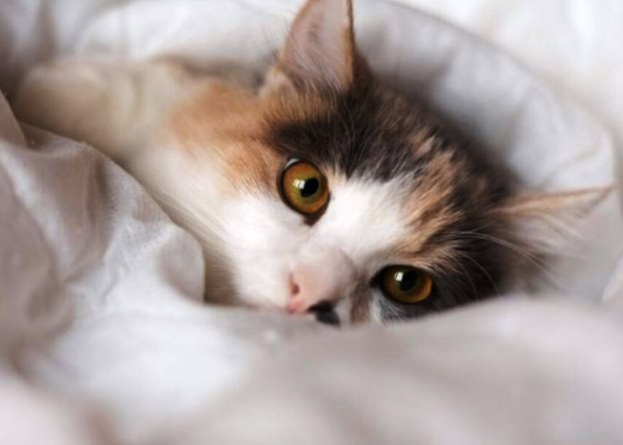 Apakah Kamu Suka Tidur dengan Kucing? Waspadai Risiko Tersembunyi Ini!