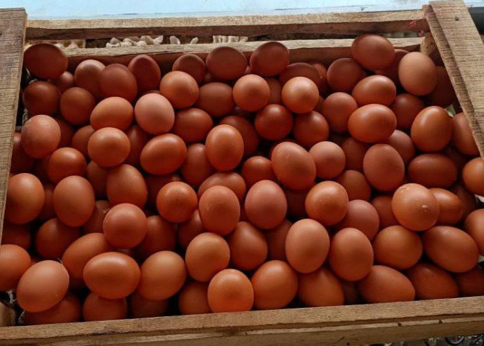 Harga Telur Ayam Ras di Pasar B Srikaton Tugumulyo Turun Rp3.000 Per Karpet, Pembeli Masih Minim