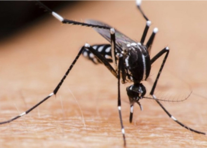Bagaimana Cara Ampuh Usir Nyamuk di Rumah? Berikut Caranya, Ternyata Bisa Pakai Bahan Alami