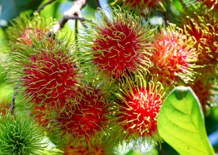 Cara Memilih Buah Rambutan yang Manis dan Bagus