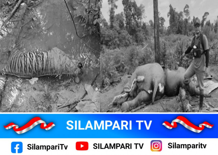 Harimau Sumatera dan Induk-Anak Gajah Ditemukan Mati di Bengkulu